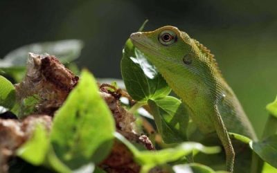 Green lizard sunbathing on a branch
