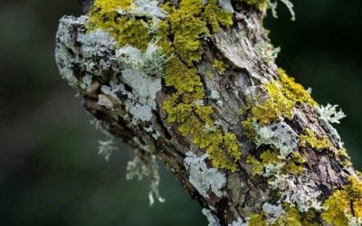 Lichens moss growing trunk tree