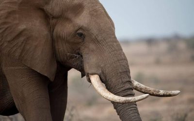 portrait-of-african-elephant African elephant
